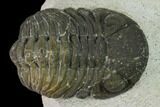 Bargain, Austerops Trilobite - Visible Eye Facets #171546-2